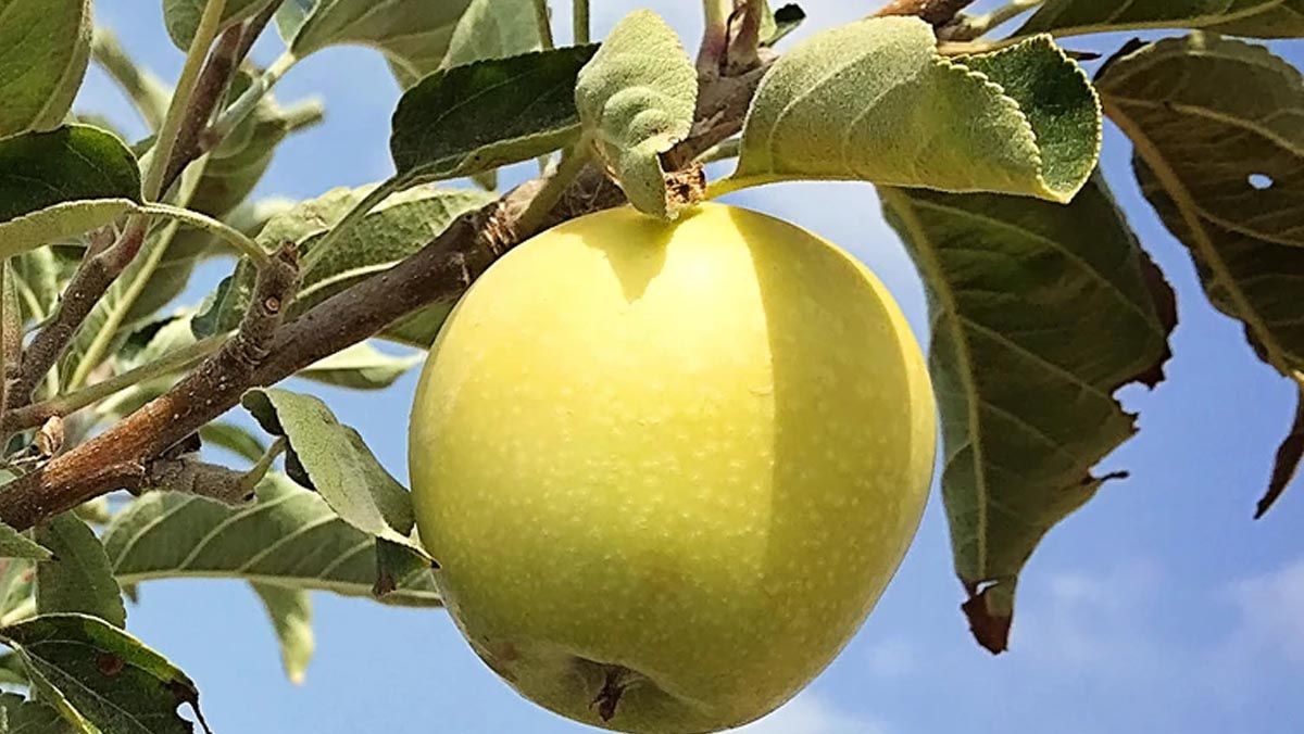 Apple Dorsett Golden Apple