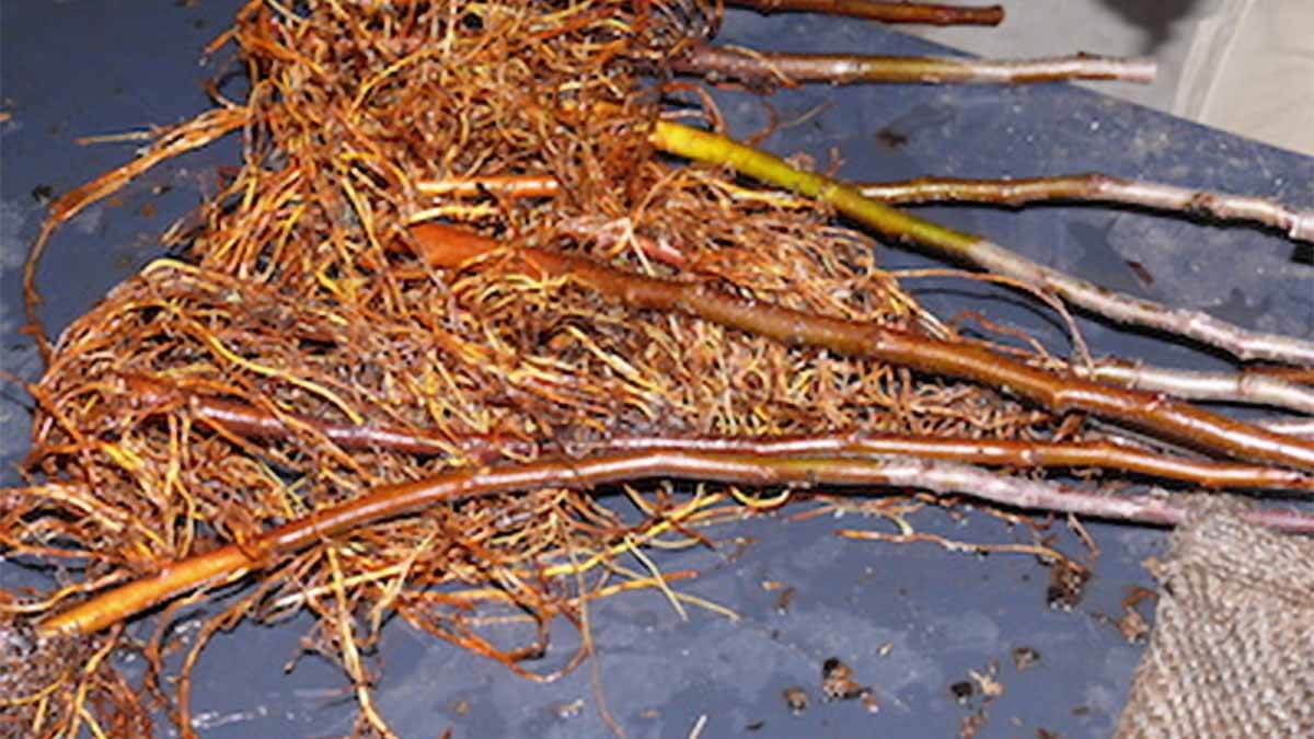 Rootstock: MM102 (apple)