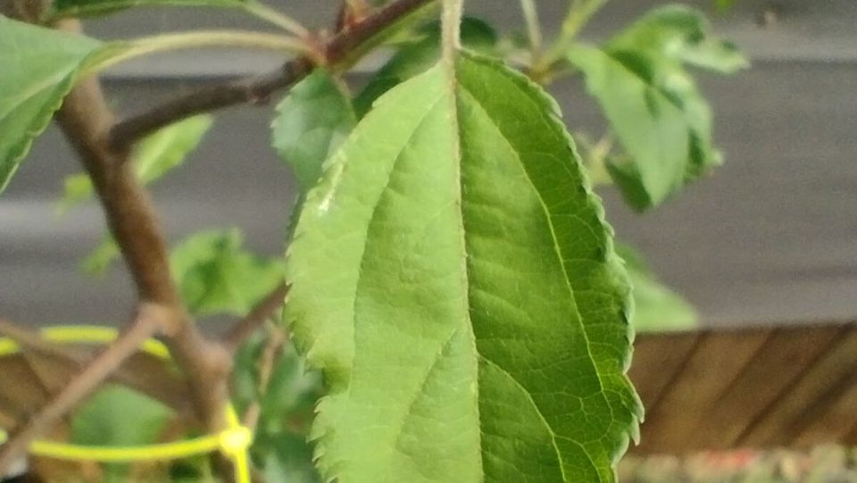 Apple: SG-001 (unnamed)
