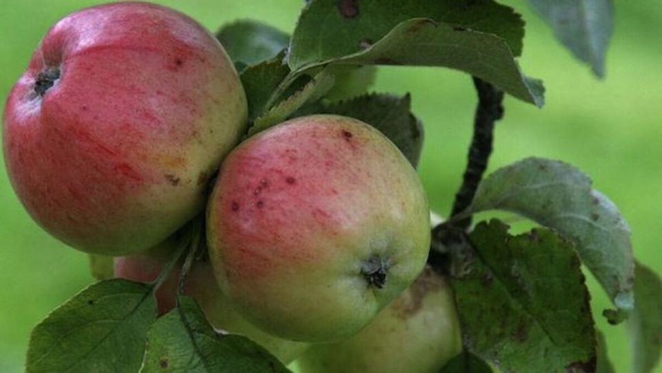 Apple: Irish Peach